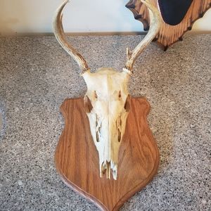 Mounted deer skull with horns